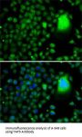 TATA-Box Binding Protein Associated Factor 5 (TAF5) Antibody
