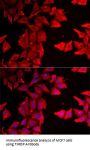 Thyroid Hormone Responsive (THRSP) Antibody