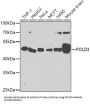 DNA Polymerase Delta 3, Accessory Subunit (POLD3) Antibody