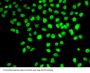 DNA Polymerase Delta 3, Accessory Subunit (POLD3) Antibody