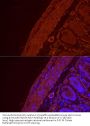 Actin Alpha 2, Smooth Muscle (ACTA2) Antibody
