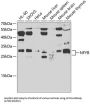 Nuclear Transcription Factor Y Subunit Beta (NFYB) Antibody