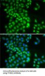 YTH Domain-Containing Protein 1 (YTHDC1) Antibody