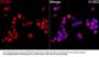 Stromal Interaction Molecule 1 (STIM1) Antibody