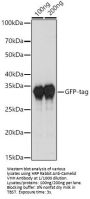 Rabbit Anti-Camel IgG H&L Antibody (HRP)