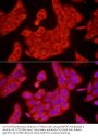Glyceraldehyde-3-Phosphate Dehydrogenase (GAPDH) Antibody