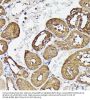 Glyceraldehyde-3-Phosphate Dehydrogenase (GAPDH) Antibody