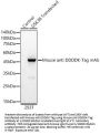 DDDDK-Tag Antibody