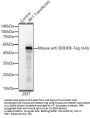 DDDDK-Tag Antibody