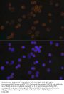 DDDDK-Tag Antibody