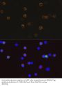 DDDDK-Tag Antibody