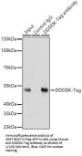 DDDDK-Tag Antibody