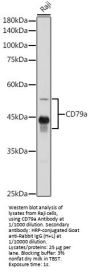 B-Cell Antigen Receptor Complex-Associated Protein Alpha Chain (CD79A) Antibody