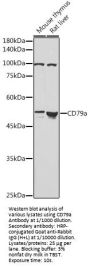 B-Cell Antigen Receptor Complex-Associated Protein Alpha Chain (CD79A) Antibody