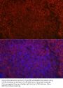 B-Cell Antigen Receptor Complex-Associated Protein Alpha Chain (CD79A) Antibody