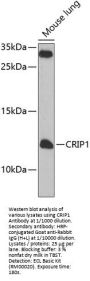 Cysteine-Rich Protein 1 (CRIP1) Antibody