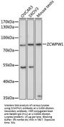 Zinc Finger CW-Type PWWP Domain Protein 1 (ZCWPW1) Antibody