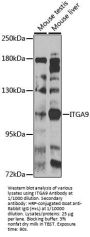 Integrin Alpha 9 (ITGA9) Antibody