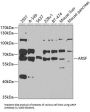 Arylsulfatase F (ARSF) Antibody