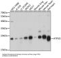 ATP Synthase Subunit O, Mitochondrial (ATP5O) Antibody