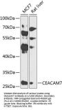 Carcinoembryonic Antigen Related Cell Adhesion Molecule 7 (CEACAM7) Antibody