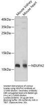 NADH Ubiquinone Oxidoreductase Subunit A2 (NDUFA2) Antibody