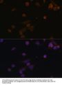 NADH Ubiquinone Oxidoreductase Subunit A2 (NDUFA2) Antibody