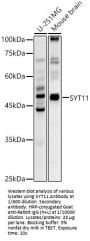 Synaptotagmin 11 (SYT11) Antibody