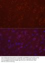 Synaptotagmin 11 (SYT11) Antibody