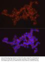 Synaptotagmin 11 (SYT11) Antibody