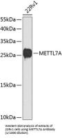 Methyltransferase-Like Protein 7A (METTL7A) Antibody