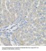 Methyltransferase-Like Protein 7A (METTL7A) Antibody
