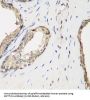 Methyltransferase-Like Protein 7A (METTL7A) Antibody