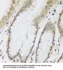 Methyltransferase-Like Protein 7A (METTL7A) Antibody