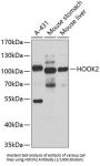 Protein Hook Homolog 2 (HOOK2) Antibody