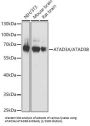 ATPase Family AAA Domain-Containing Protein 3A (ATAD3A) Antibody