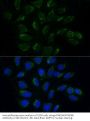 ATPase Family AAA Domain-Containing Protein 3A (ATAD3A) Antibody