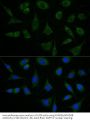 ATPase Family AAA Domain-Containing Protein 3A (ATAD3A) Antibody