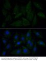 ATPase Family AAA Domain-Containing Protein 3A (ATAD3A) Antibody