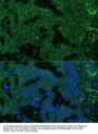 Interleukin 25 (IL25) Antibody
