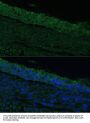 Interleukin 25 (IL25) Antibody