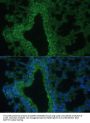 Interleukin 25 (IL25) Antibody