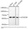 ATPase Family AAA Domain-Containing Protein 3B (ATAD3B) Antibody