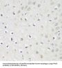 Karyopherin Alpha 3 (KPNA3) Antibody