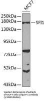 Protein SFI1 Homolog (SFI1) Antibody