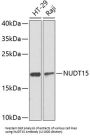 Nudix Hydrolase 15 (NUDT15) Antibody