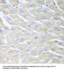 Nudix Hydrolase 15 (NUDT15) Antibody