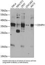 Centromere Protein H (CENPH) Antibody