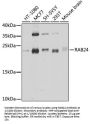 RAB24, Member RAS Oncogene Family (RAB24) Antibody