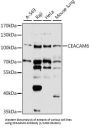 Carcinoembryonic Antigen Related Cell Adhesion Molecule 6 (CEACAM6) Antibody
